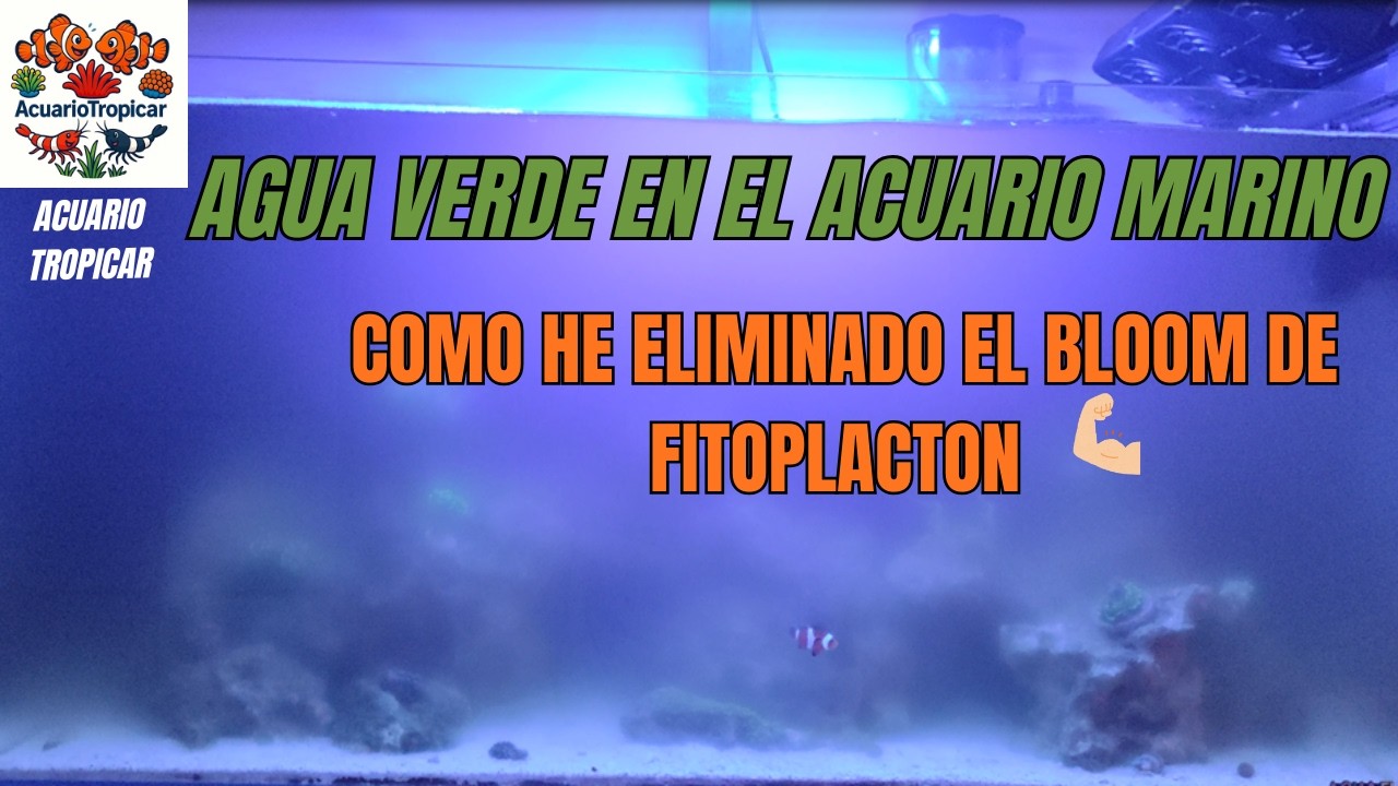 Como Eliminar Algas Agua Verde Acuario Marino| Bloom Fitoplacton Eliminado | Acuario Marino desde 0