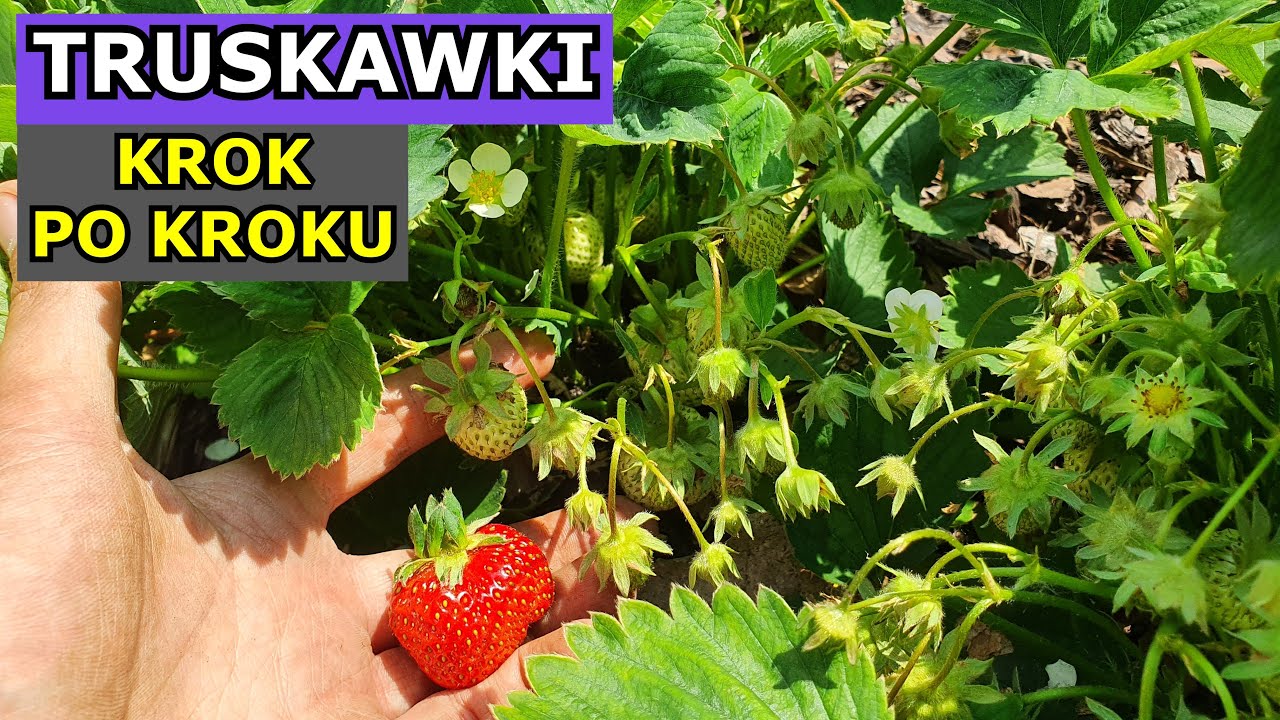 Uprawa Truskawek KROK PO KROKU - 2 rok i NIESAMOWITE Zbiory Truskawek na agrotkaninie, w gruncie