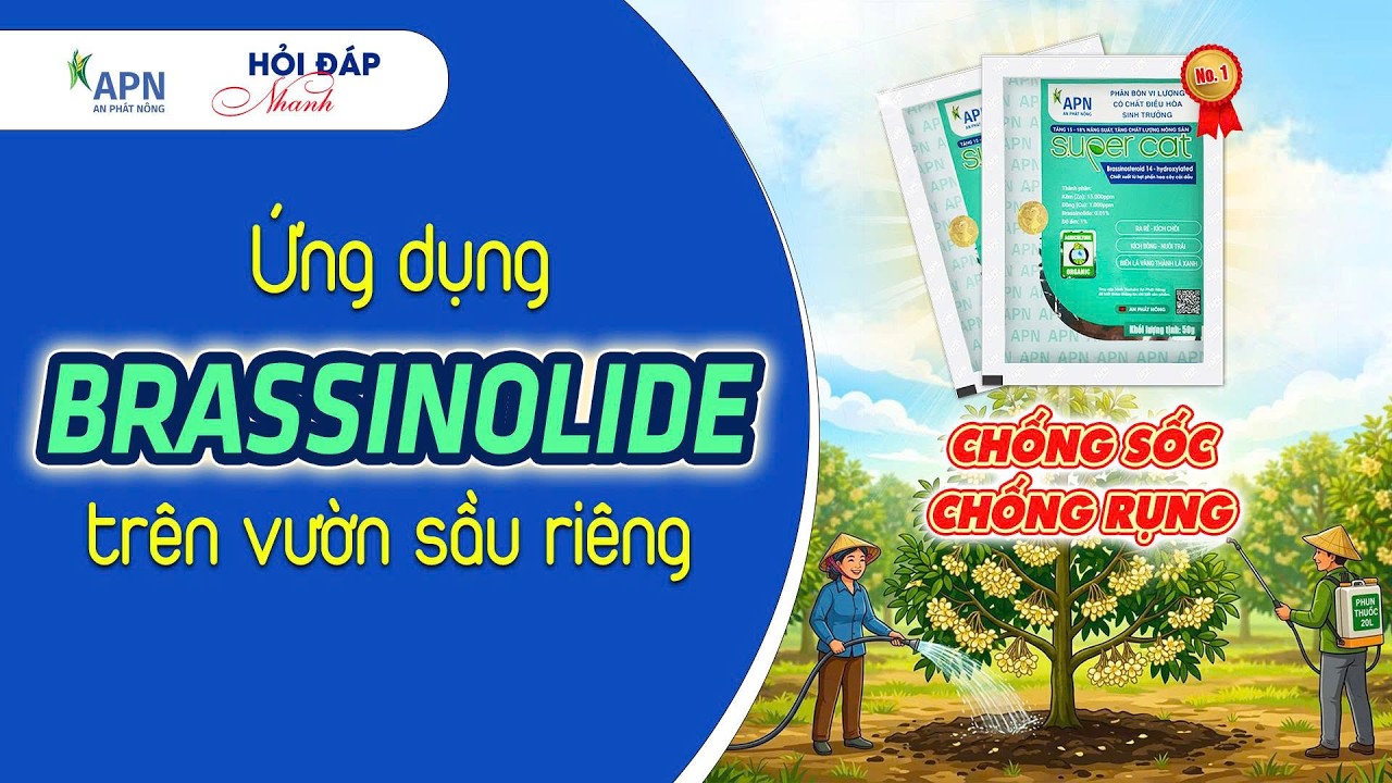 APN - ỨNG DỤNG BRASSINOLIDE ĐỂ CHỐNG SỐC - CHỐNG RỤNG TRÊN VƯỜN SẦU RIÊNG