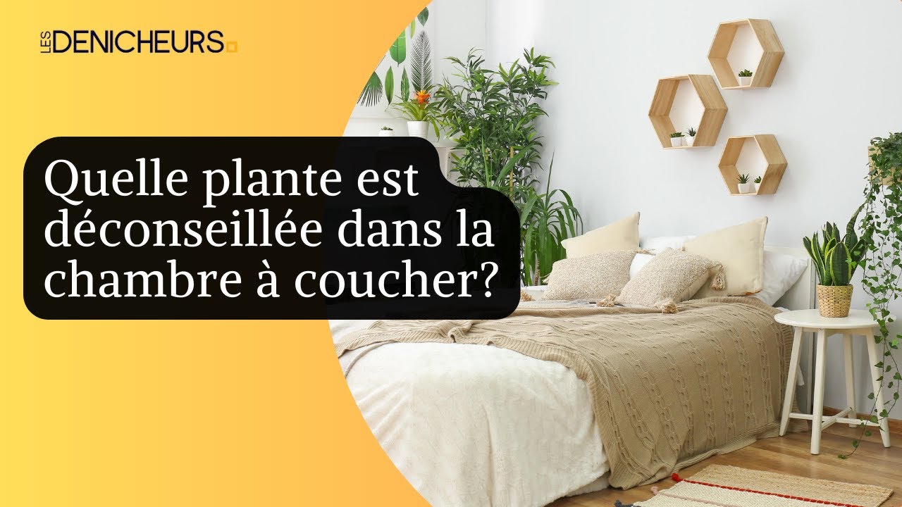 🛌​🎍​ ​Quelle plante est déconseillée dans la chambre à coucher ? 🪴​🏵️