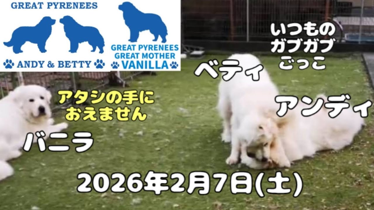 2026年2月7日(土)どんより曇り空の今日はシャンプーデーのみんなです　#超大型犬 #dog #greatpyrenees  #いぬ #犬 グレートピレニーズ