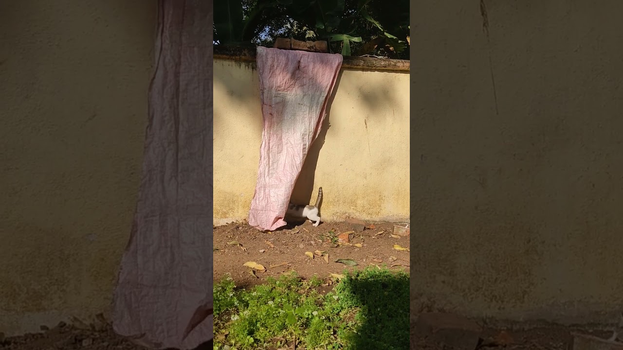 6 Minutes of 3 kittens and a tarp #notai #cat #kitten #kittensplaying #catplaying