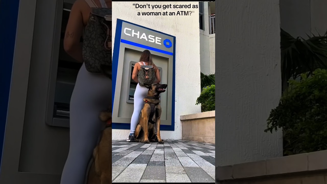 #USAK9#AmericanK9#USPolice#ThinBlueLine#BackTheBlue1#DogLovers#DogShorts#DogVideos#DogsOfYouTubeNY