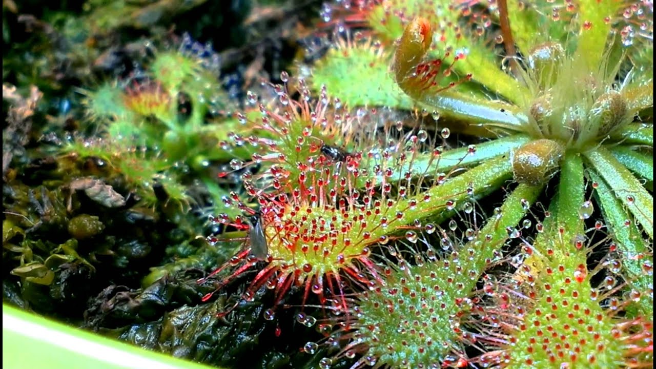 Drosera Spatulata catching gnat