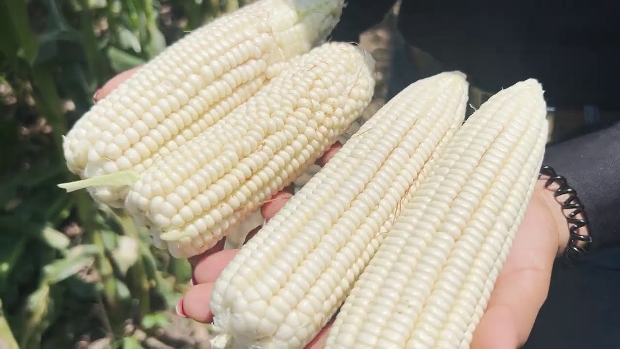 Hechos del Agro - Cosecha de maíz de semilla