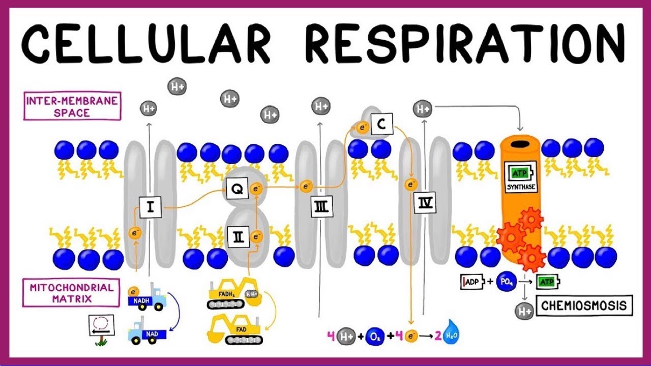 Cellular Respiration: Glycolysis, Krebs Cycle & the Electron Transport Chain