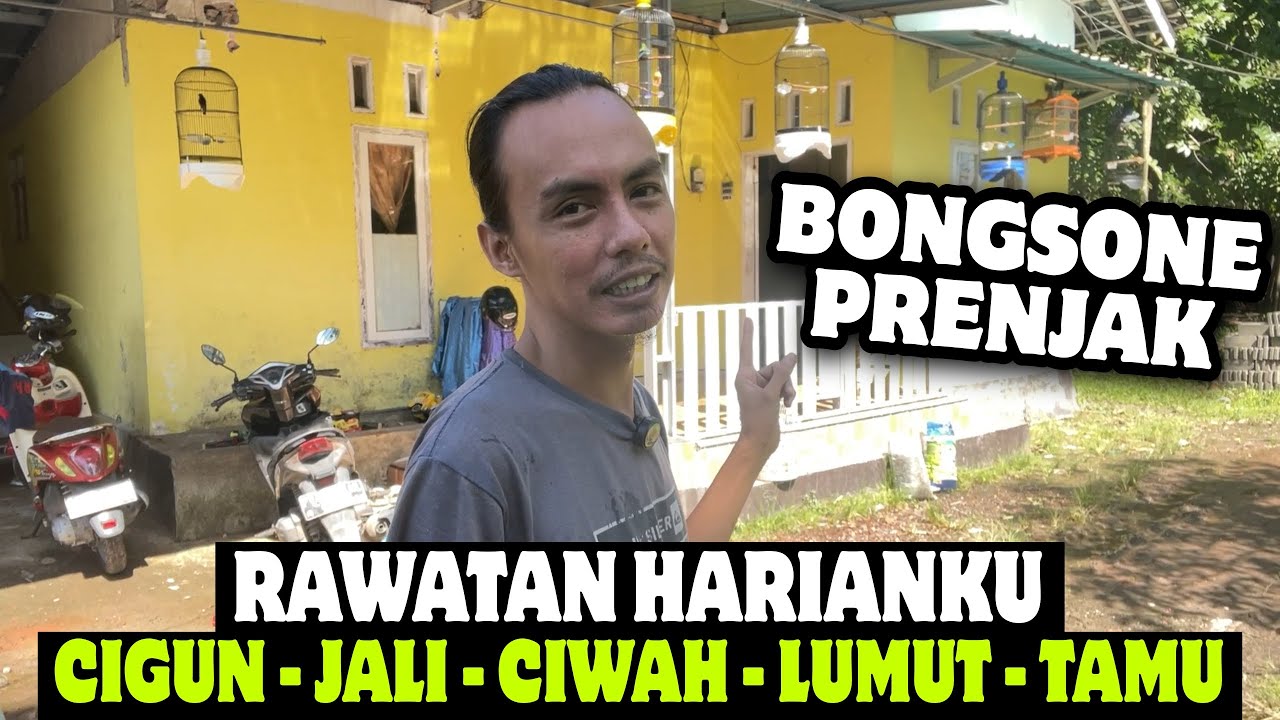 RAWATAN HARIAN UNTUK BURUNG PRENJAK GUNUNG, JALI, DLL GIMANA SIH