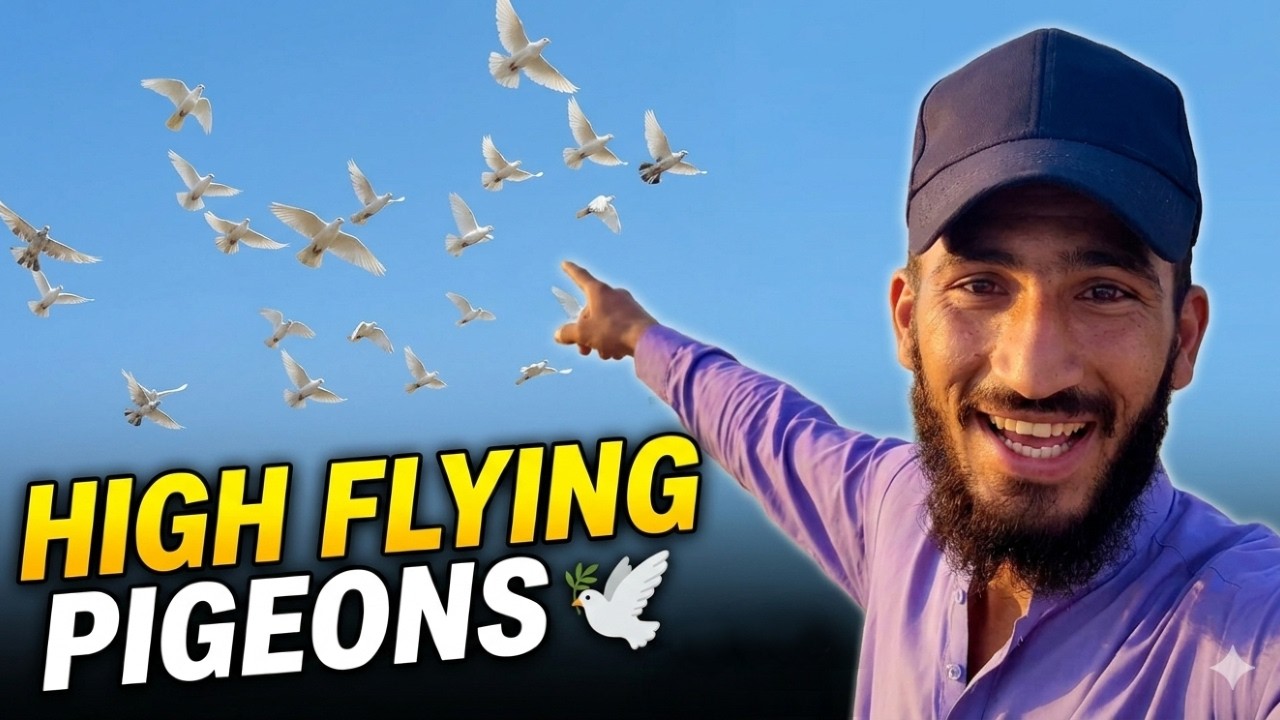 high flying pigeons 🕊️