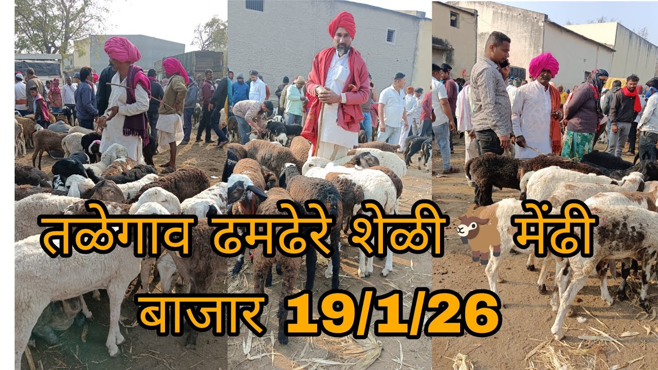 तळेगाव ढमढेरे शेळी🐐मेंढी बाजार भाव 19/1/2026