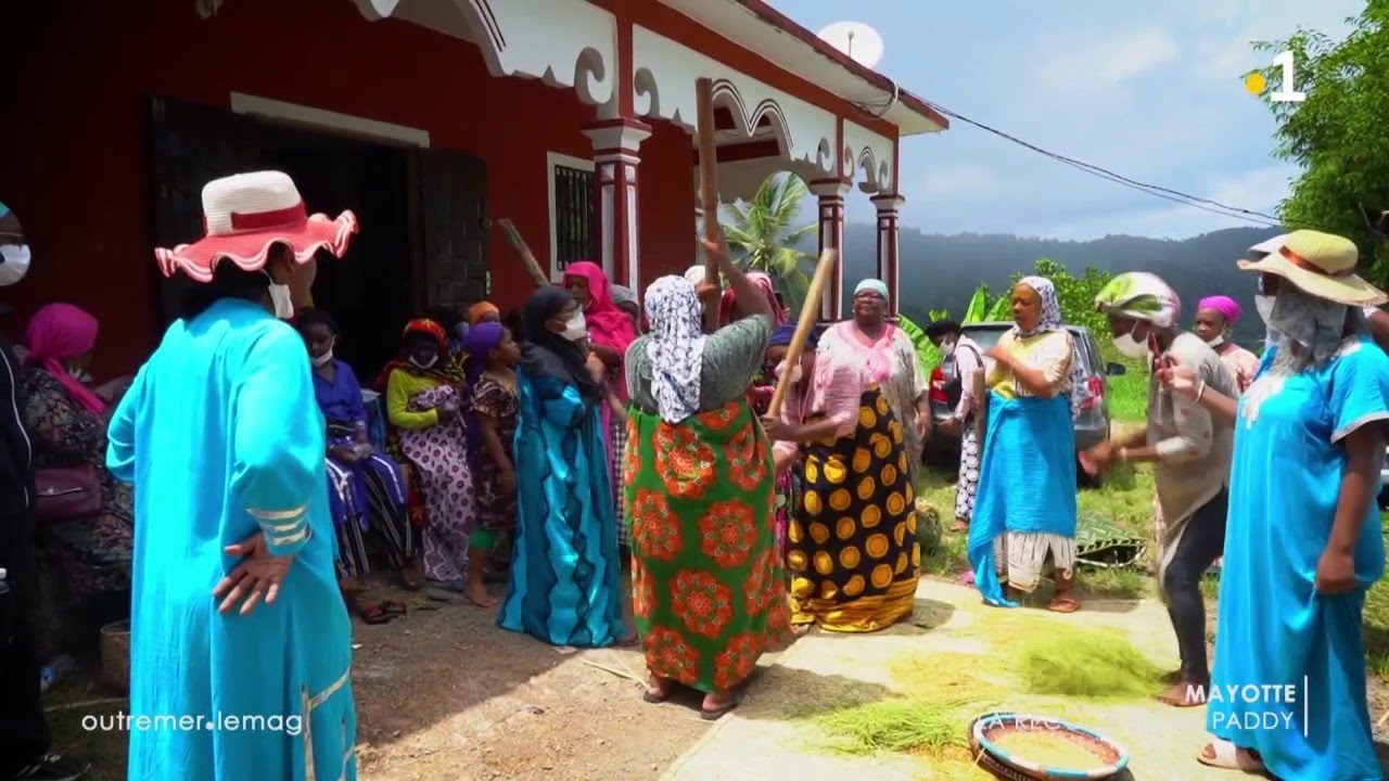 La r&eacute;colte du riz paddy &agrave; Kani-K&eacute;li