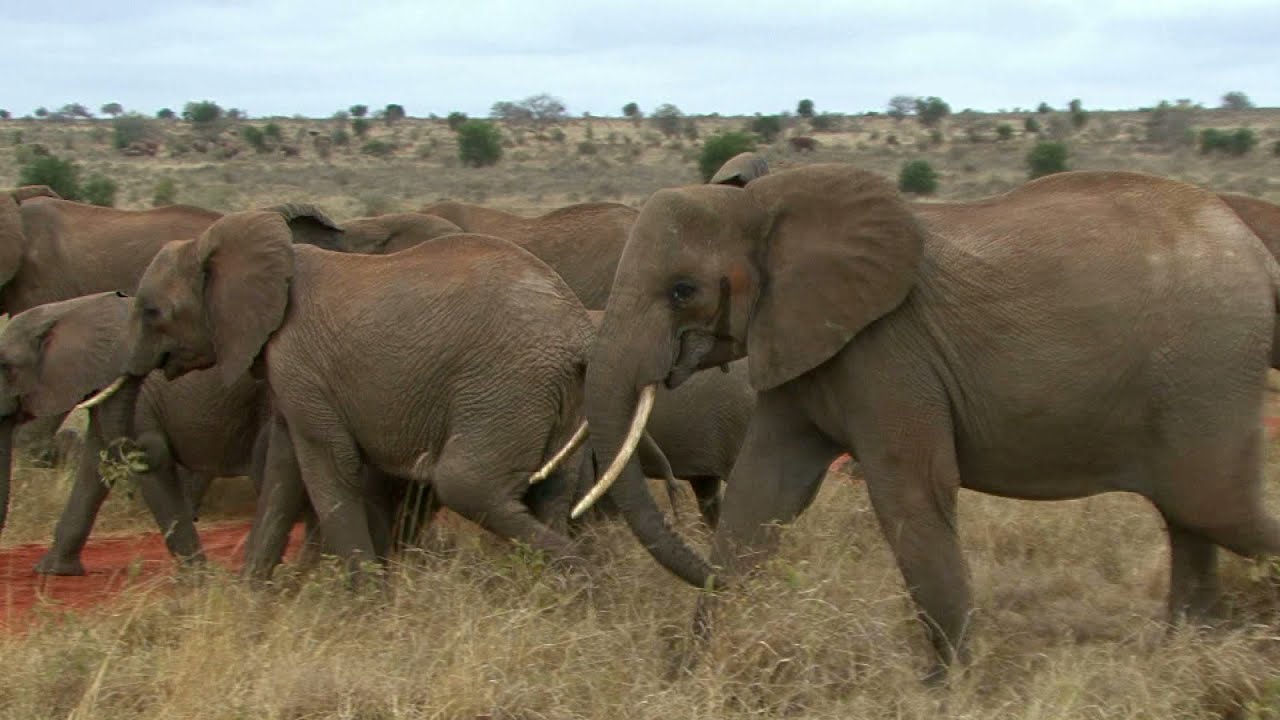 Lumo Wildlife Conservancy Kenia