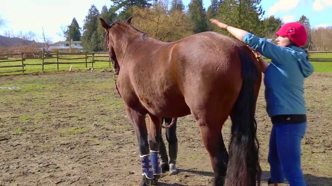 Pelvic Stretch for your Horse