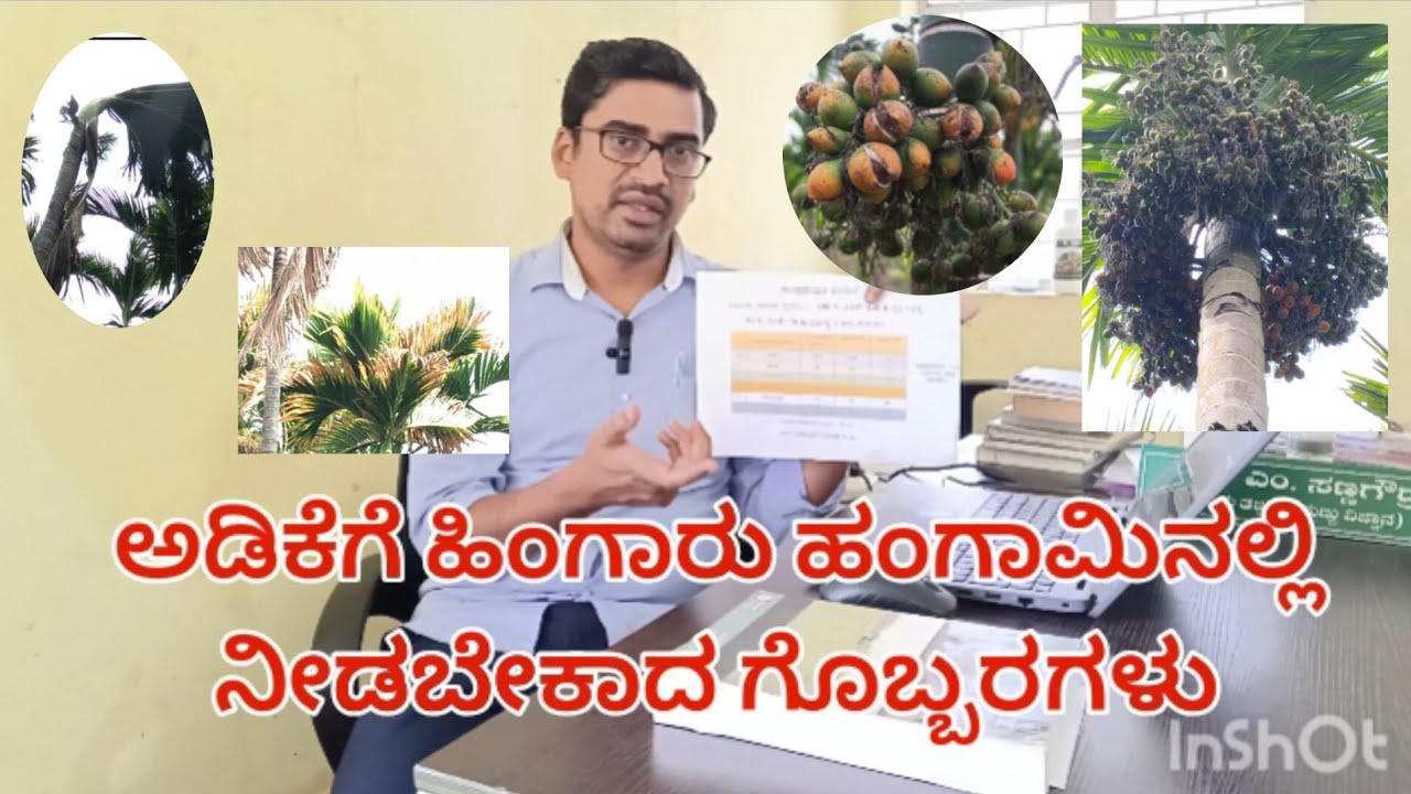 Nutrient Management in Arecanut| ಅಡಿಕೆಗೆ ಹಿಂಗಾರು ಹಂಗಾಮಿನಲ್ಲಿ ನೀಡಬೇಕಾದ ಗೊಬ್ಬರಗಳು