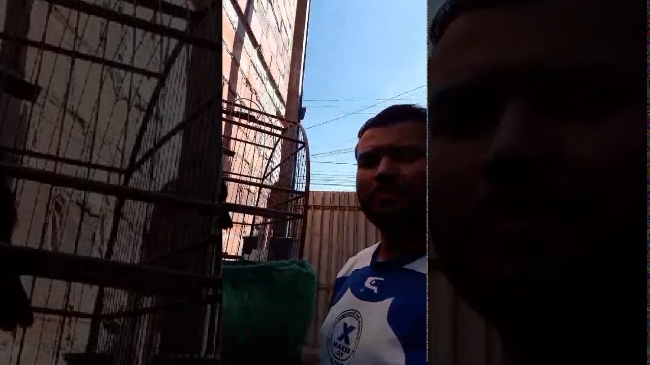 Azulao top bom de canto e fibra