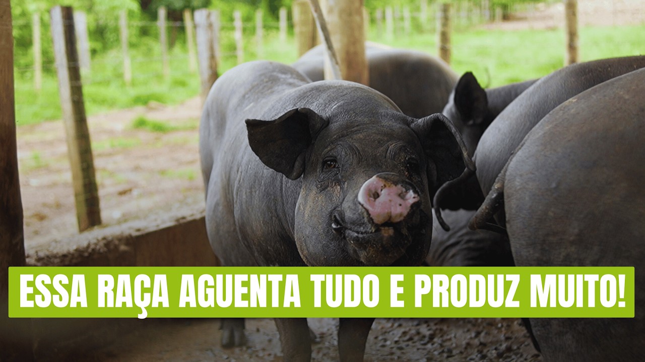 Esse Porco Come METADE da Ração e Engorda Rápido (O Segredo do Nilo)