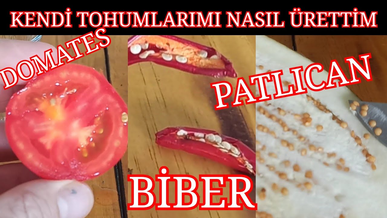 Domates Tohumu Nasıl Üretilir