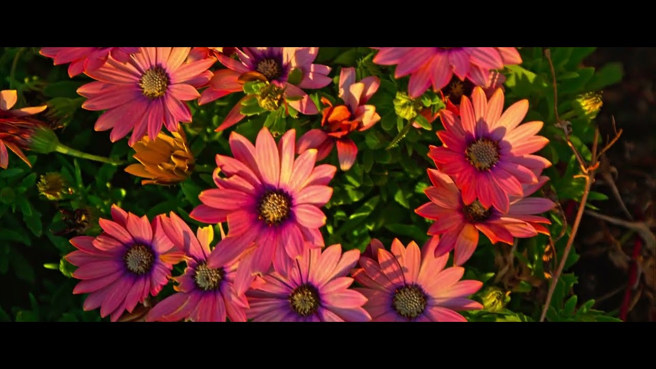 Magic Lantern 4K Raw HDR footage on 5D Mark III