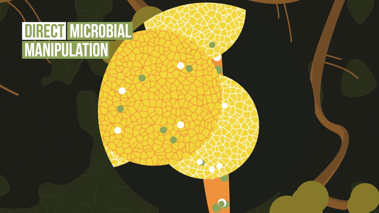 Soils are Alive Part 6: Options for managing soil organisms