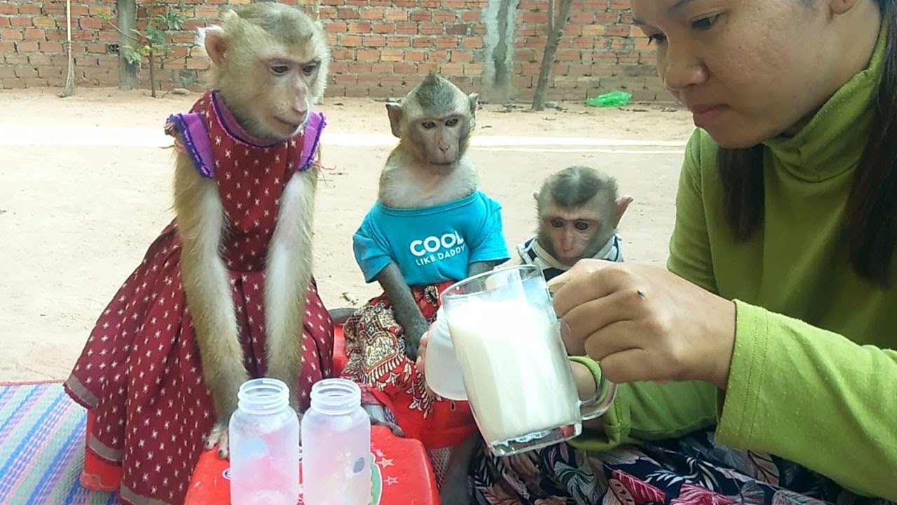 Shally Team Open Eyes Non Winging  Eyebrows Hopes Drinking Fresh Milk