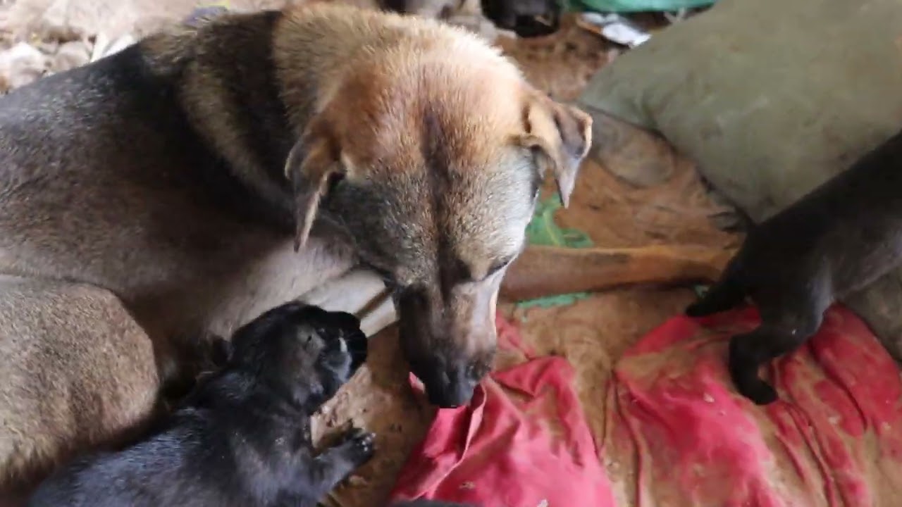 Newborn puppies with mother dog
