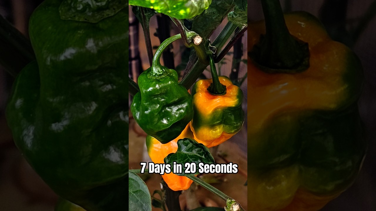 Habanero Pepper Ripening Time Lapse | 7 Days in 20 Seconds 🌶️ 