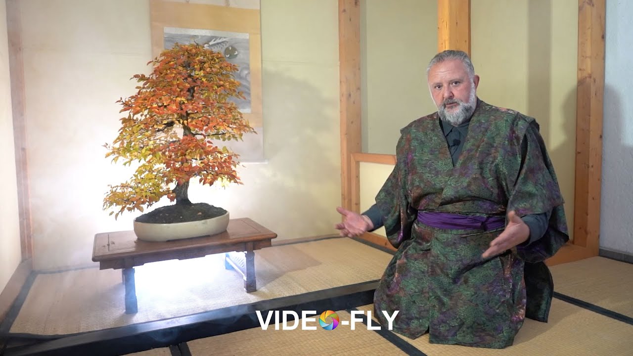 Agri Masiero Bonsai Fuji Sato