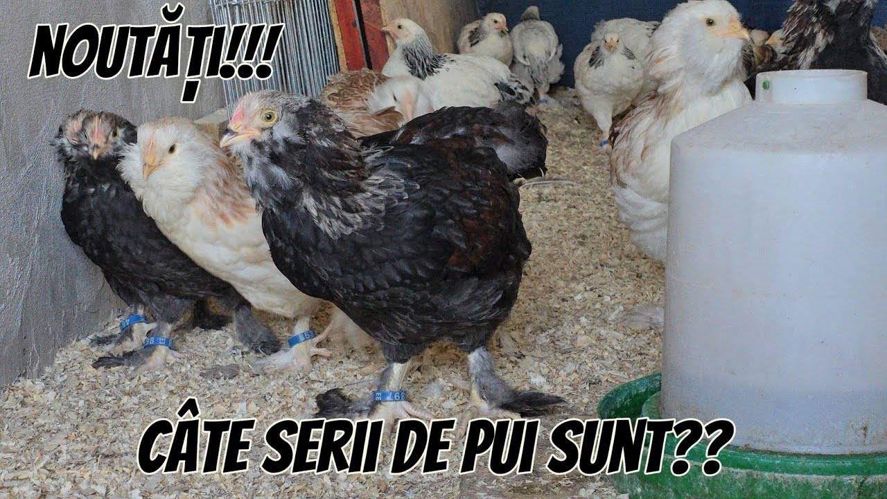 Viața la Țară - episodul 71 - Noutăți,mulți pui🐣🐤