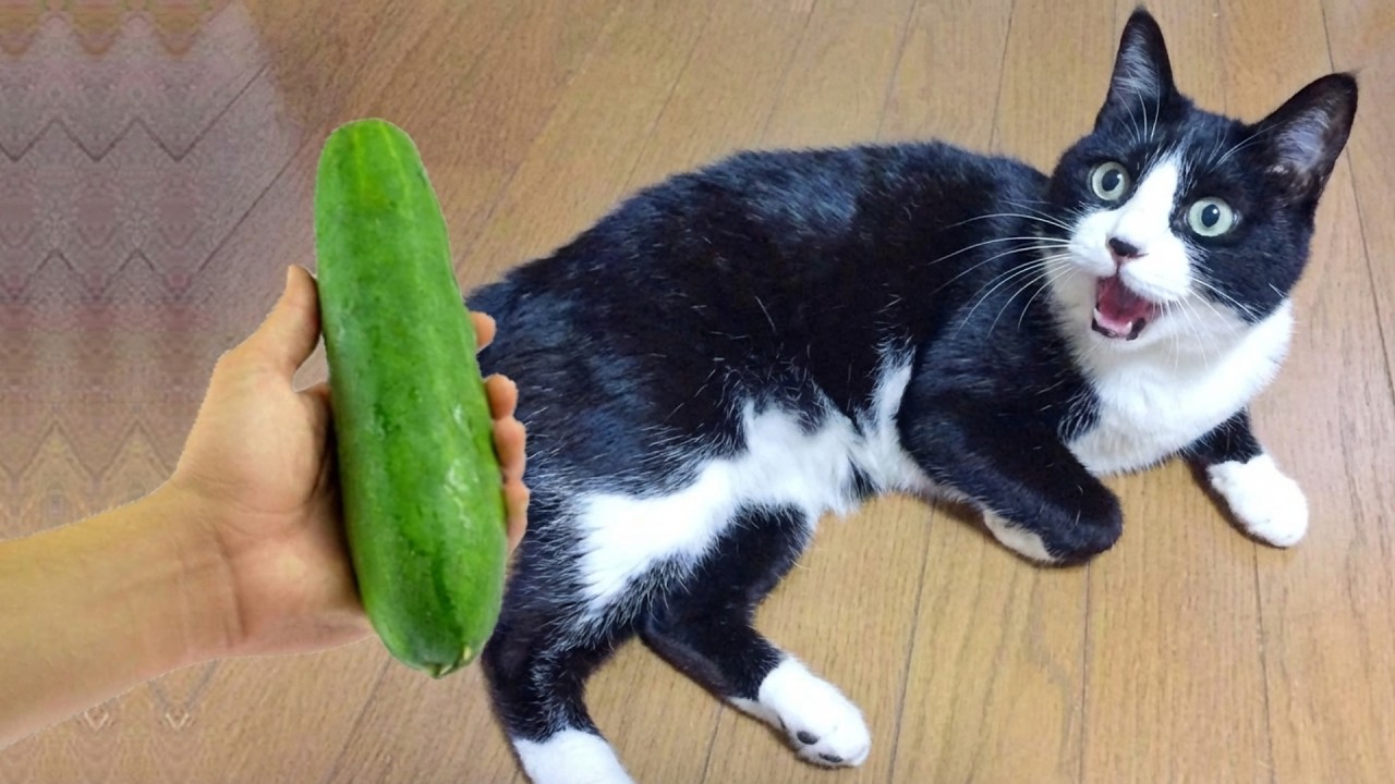 Funniest animals will make you laugh uncontrollably 😂