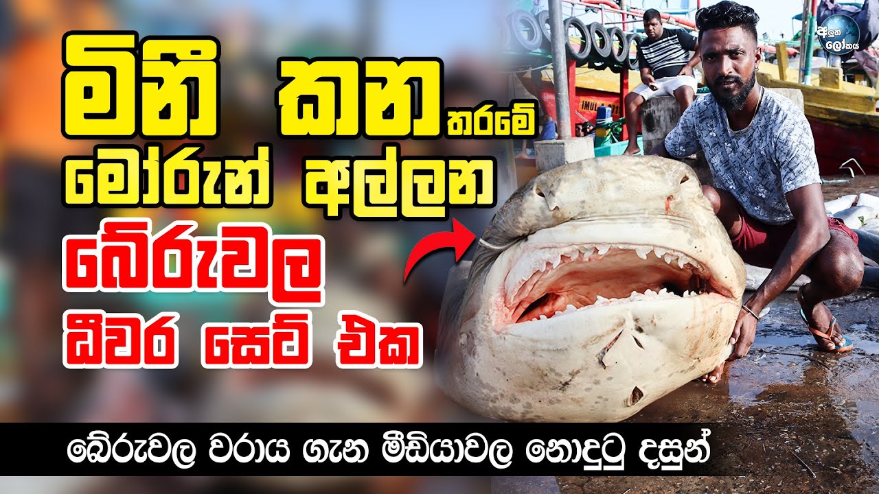 ලංකාවේ ලොකුම ධීවර වරාය - Video Tour of Beruwala lagest fish market, Sri lanka