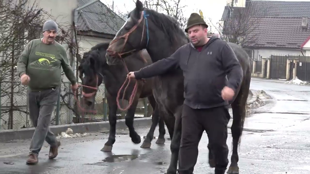 Manjii lui Józsi Ioji de la Targu Lapus, Maramures - 2026 Nou!!!