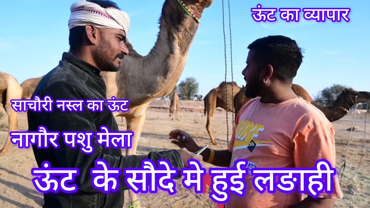 नागौर पशु मेले मे साचौरी नस्ल का ऊंट 