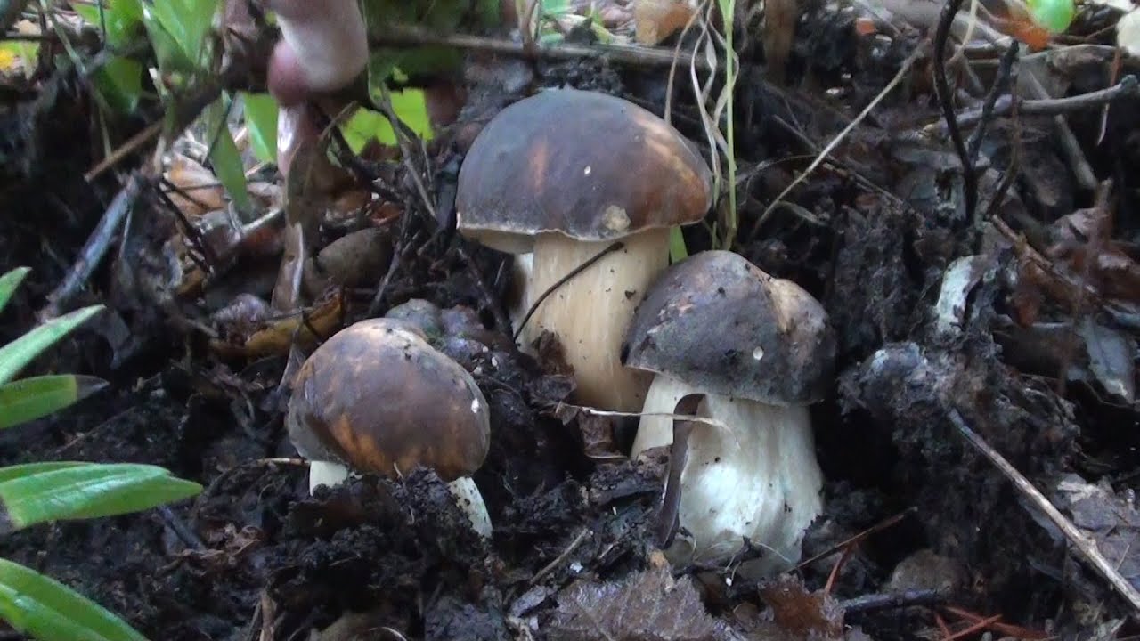 Porcini neri - dopo quanti giorni dalla pioggia si possono trovare !!!