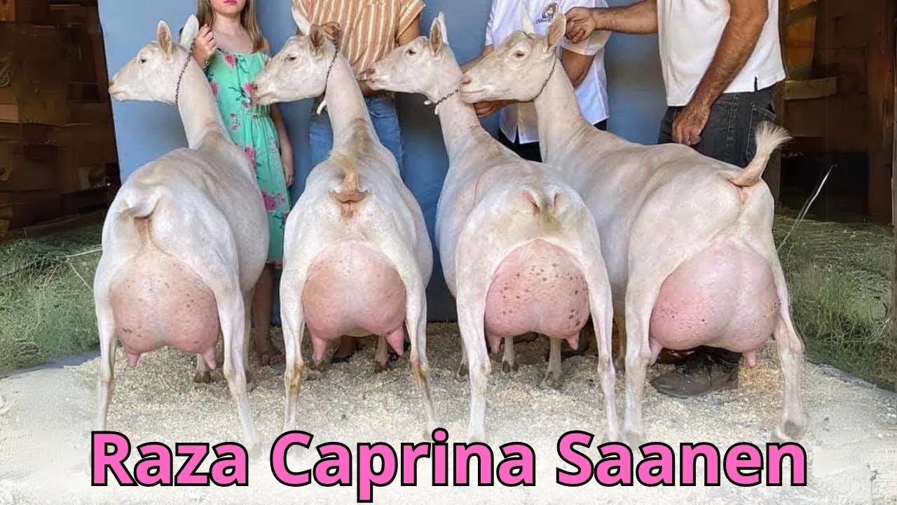 Raza Caprina Sanen: La mejor raza de cabras lechera del mundo