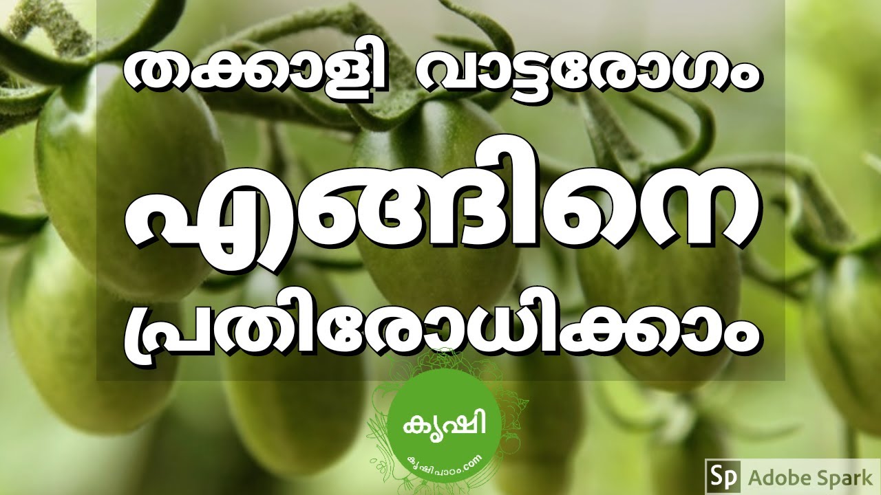തക്കാളിചെടികള്‍ വാടുന്നു, കാരണവും പ്രതിവിധിയും - Solutions for Bacterial Wilt In Tomatoes