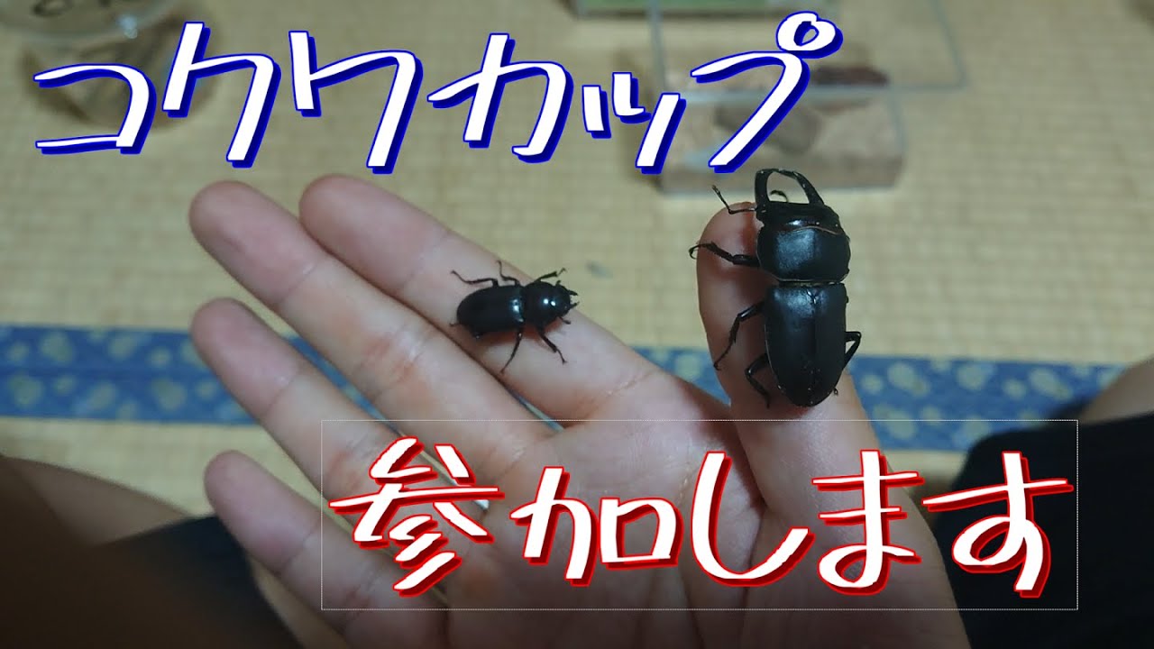 【参加表明】「復帰したばかりの素人がコクワカップ出るってよ」＃１コクワガタ