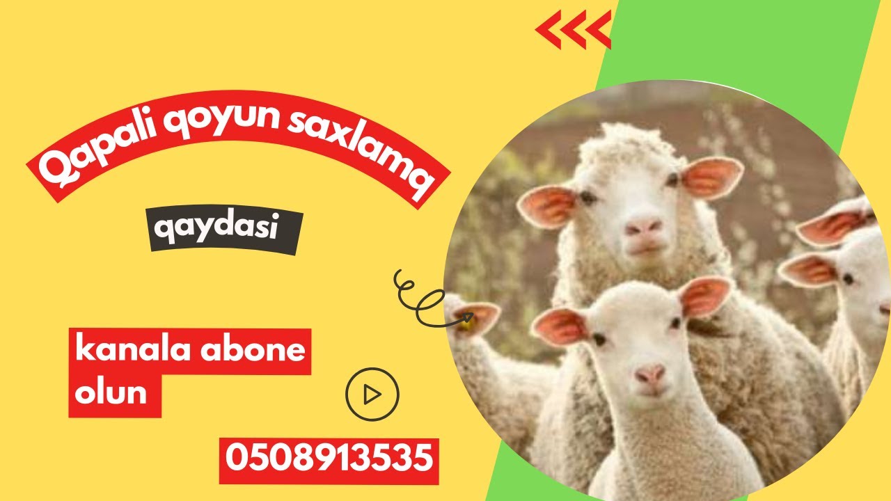 QAPALİ QOYU&Ccedil;ULUQ NECE APARİLMALİDİR ?? (Qoyun Saxlamaq)