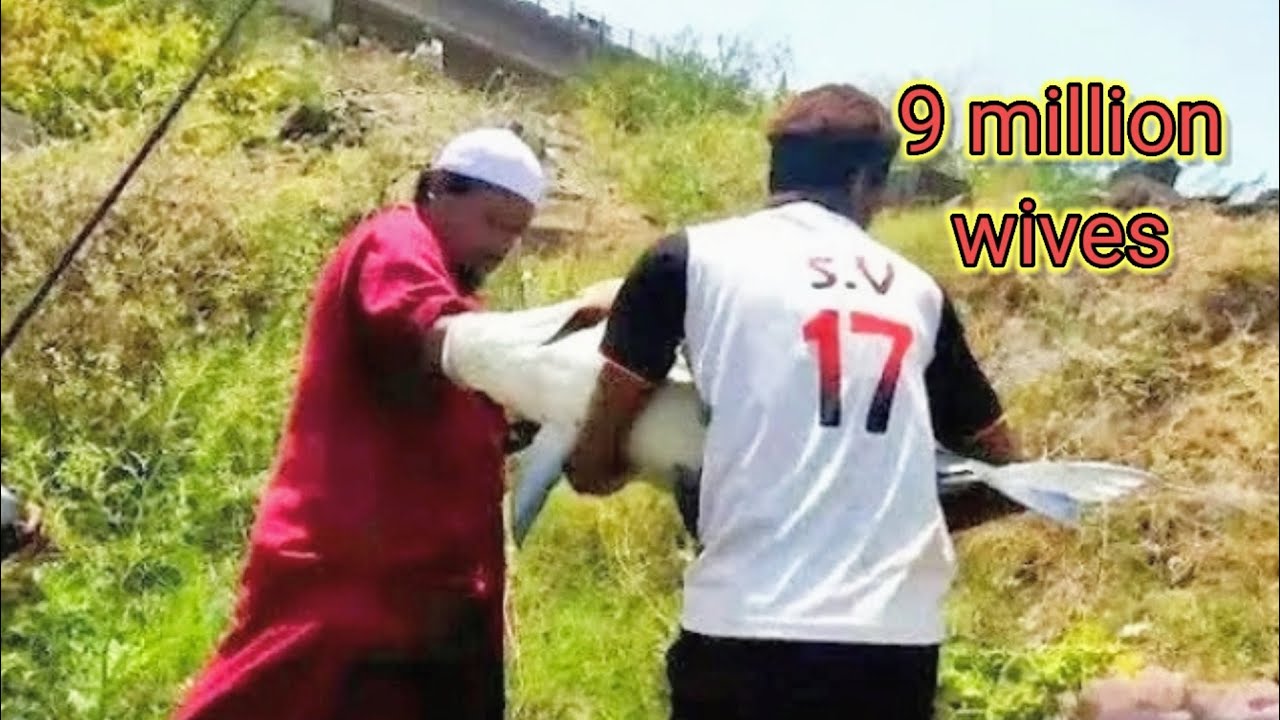 आज फिर बिग कटला भाई कटलों की तो बारिश  हो रहीहे 26 kg का कटला 😱