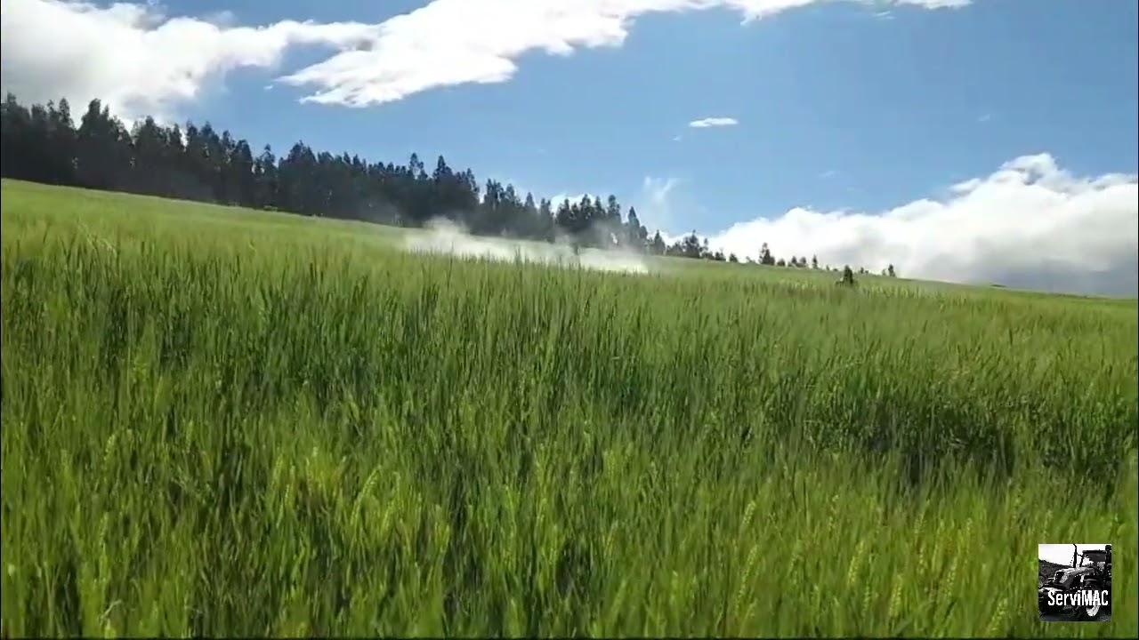 Fumigaci&oacute;n de cebada  para engrose de grano