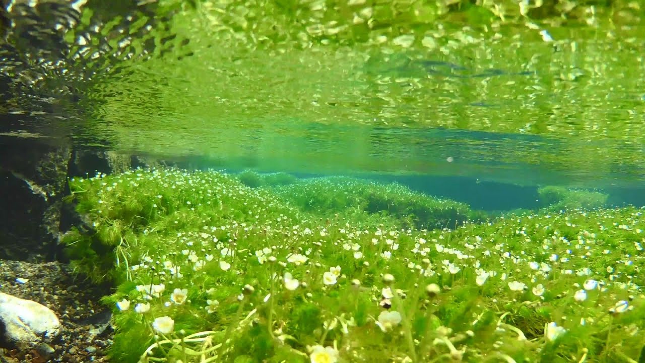 4K 水中花　梅花藻 (水中のバイカモ) Underwater Ranunculus aquatilis
