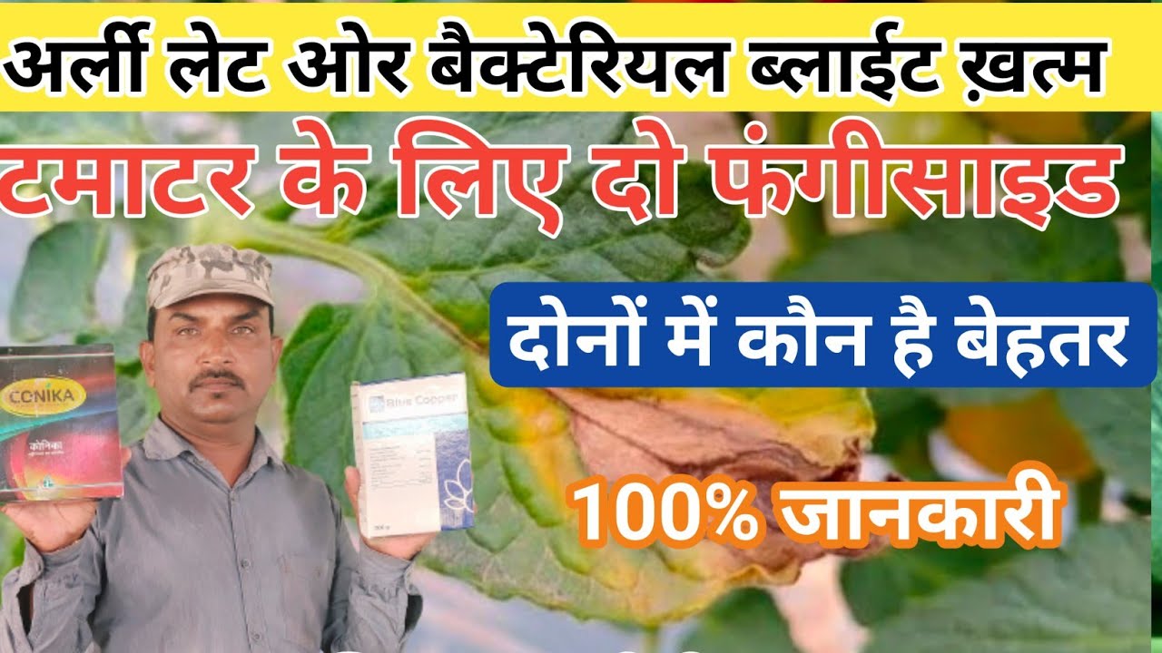 Blue copper || konica || COC|| copper oxychloride|| early blight|late blight|| bacterial blight