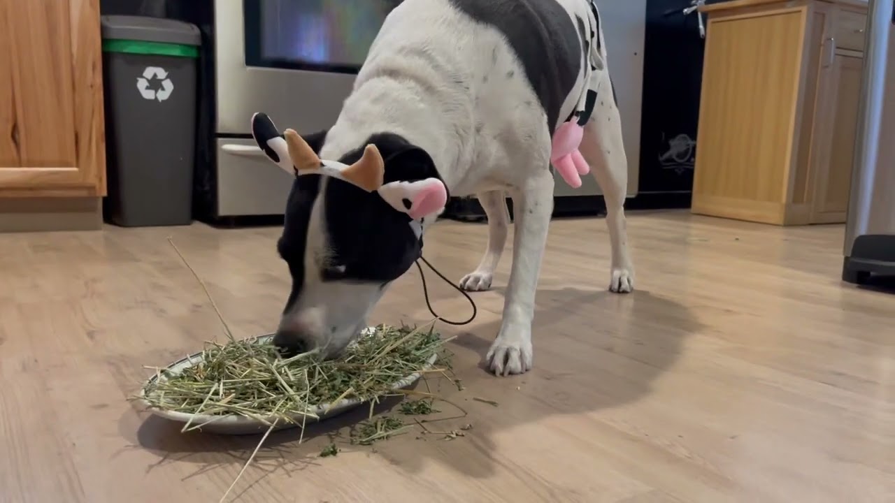 Owner Makes Dog Dress Up in Cow Costume For Halloween - 1446592