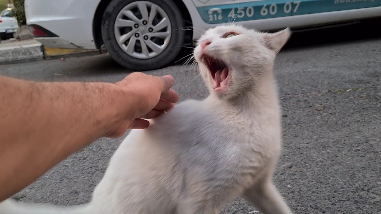 Angry White Cat she is always Angry and Aggressive.