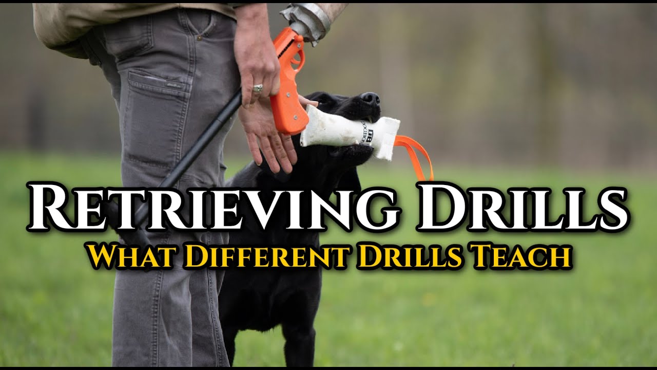 Retrieving Drills & What Drills Teach Different Things