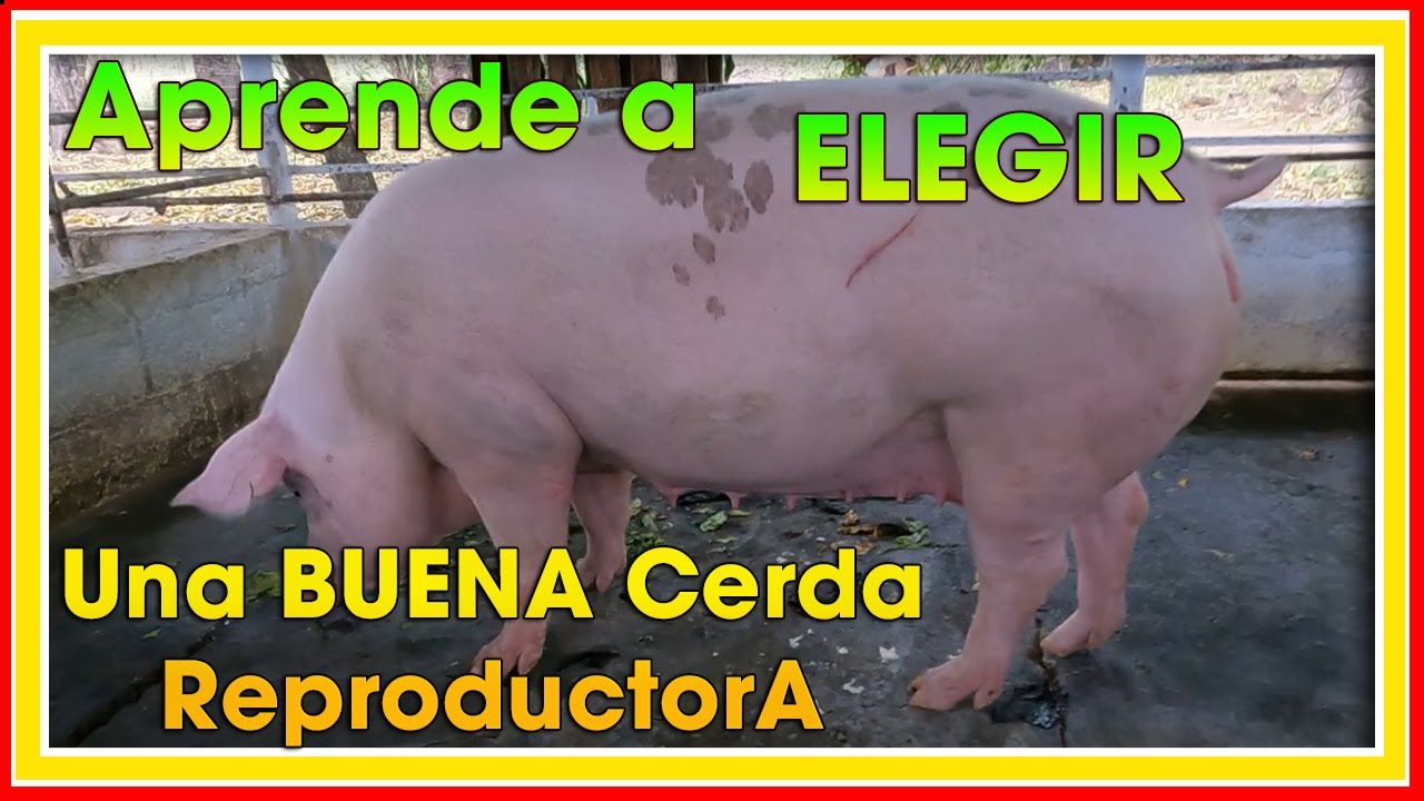 Cómo ELEGIR una BUENA Cerda REPRODUCTORA ǀ Ing. Jannin Hernández Blandón
