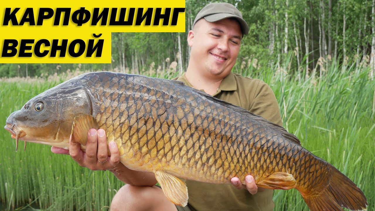 БЮДЖЕТНЫЙ КАРПФИШИНГ ВЕСНОЙ. ЛОВЛЯ КАРПА НА ЗЕРНОВЫЕ. Рыбалка на Чернице.