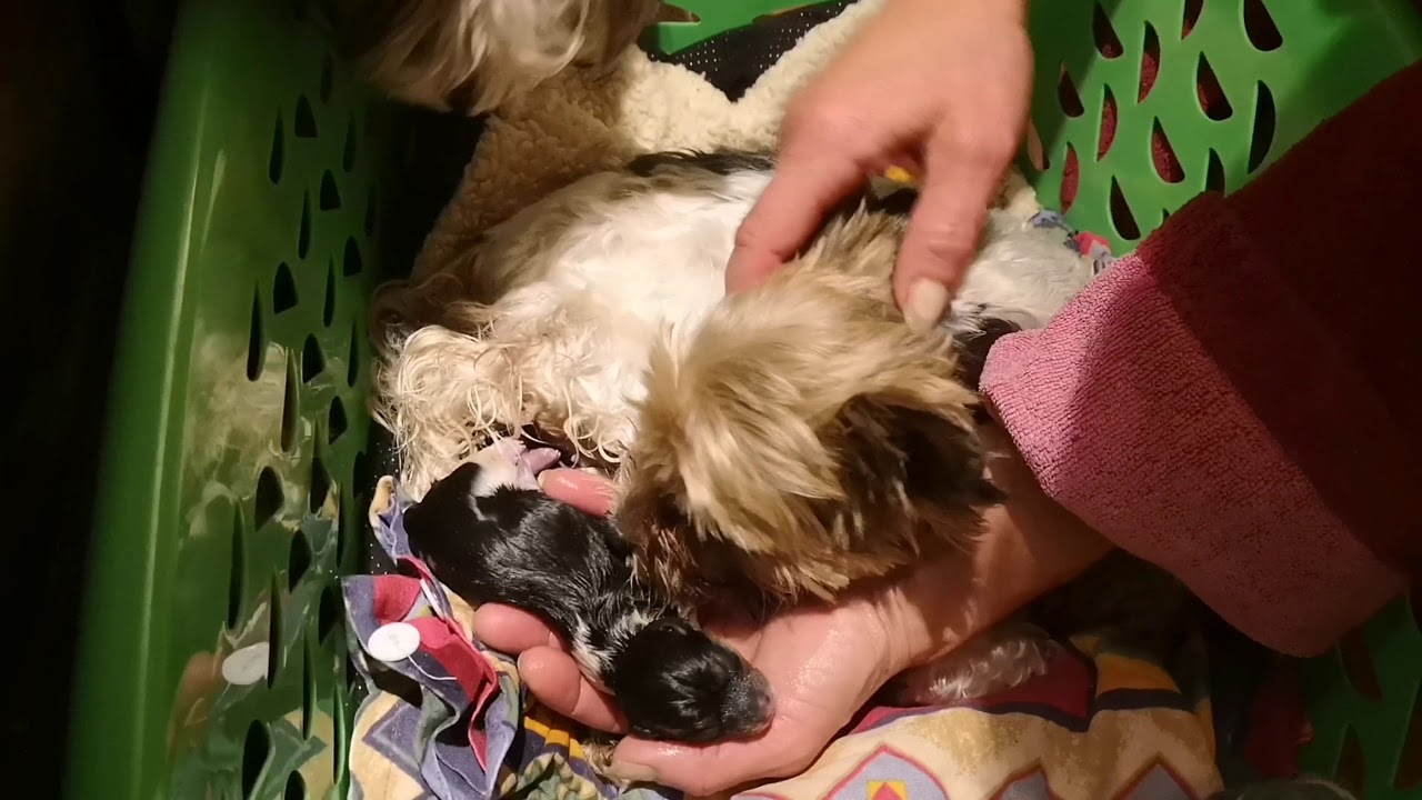 Geburt Biewer-Yorkshire-Terrier 04.02.19