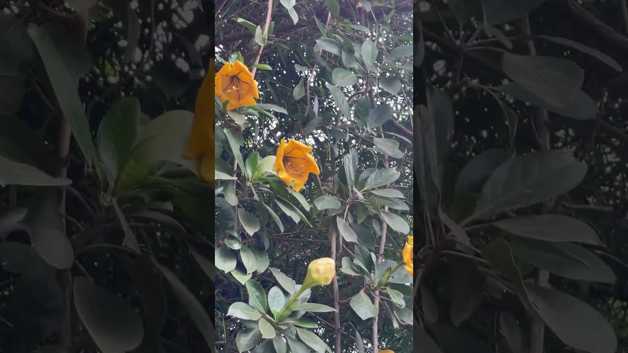 This vine is so pretty 🥰 Solandra Maxima (cup of gold vine) #vines #birdsounds #nature
