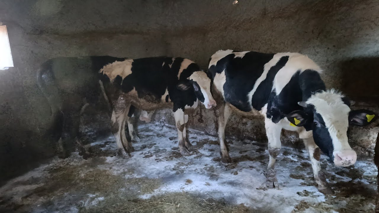 BESİDE SON DURUM/YOĞUN BİR İŞ GÜNÜ/DEZENFEKTE ETMEYE DEVAM/ÇADIR YAPTIK ⛺/DOĞUMLARA TAM GAZ DEVAM🐐