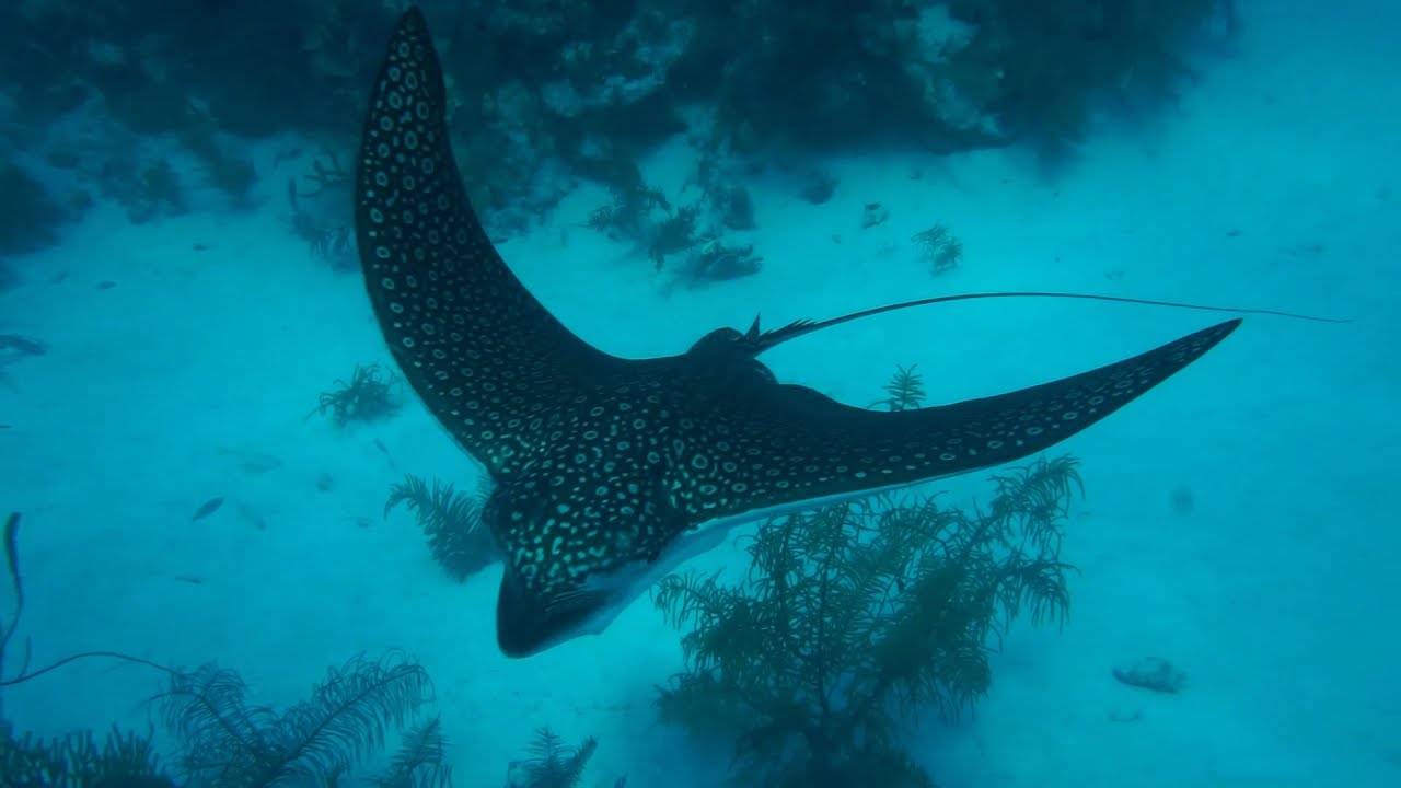 Belize, Turneffe Atoll, 2020