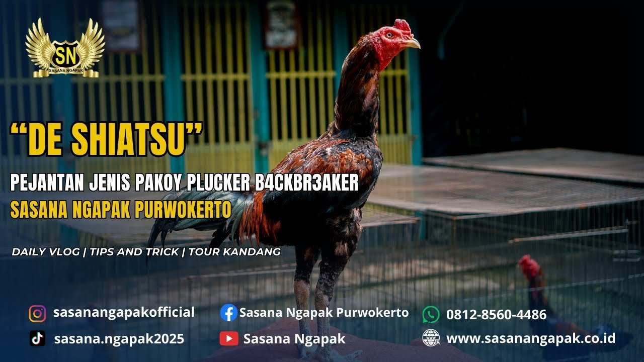 Review Pejantan SN – “De Shiatsu” Pakoy Plucker B4ckbr3aker